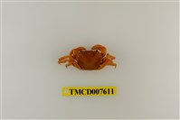 藏品(蔡氏澤蟹)的圖片